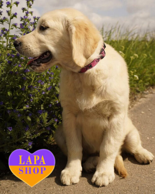Cream Golden Retriever