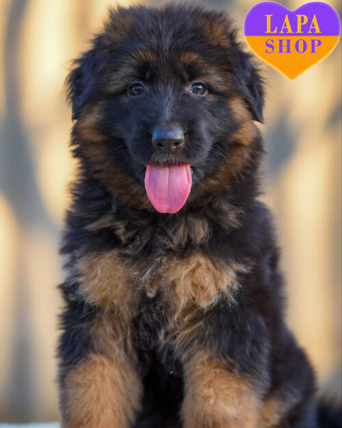 German Shepherd with a black-backed