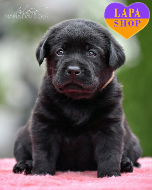 чорний лабрадор-ретривер