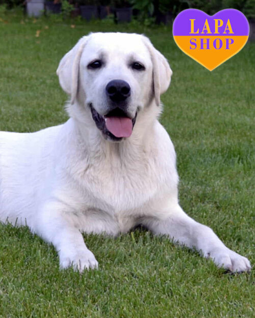 желтый лабрадор-ретривер