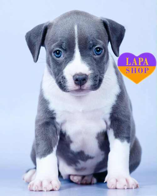 блакитно-білий амстаф