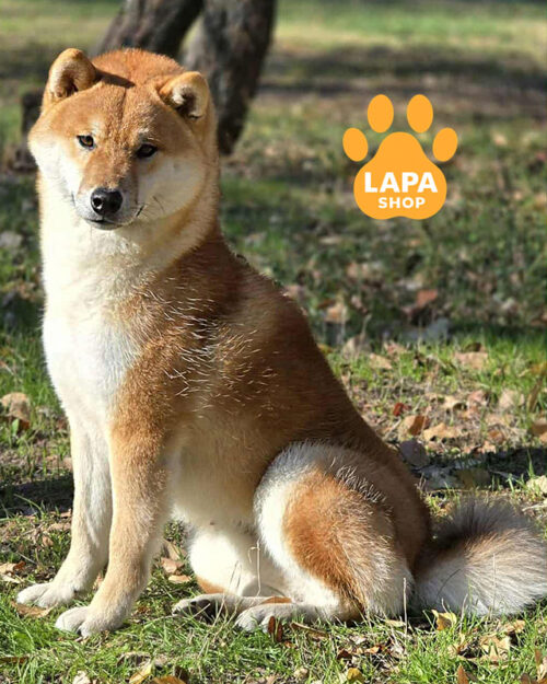 червоний шиба-іну