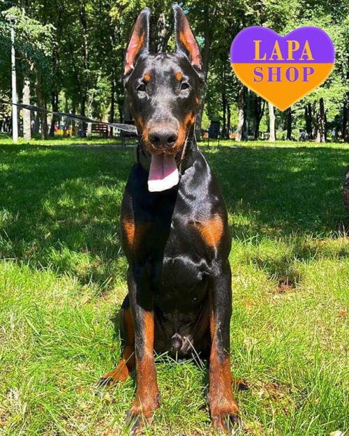 черно подпалый доберман