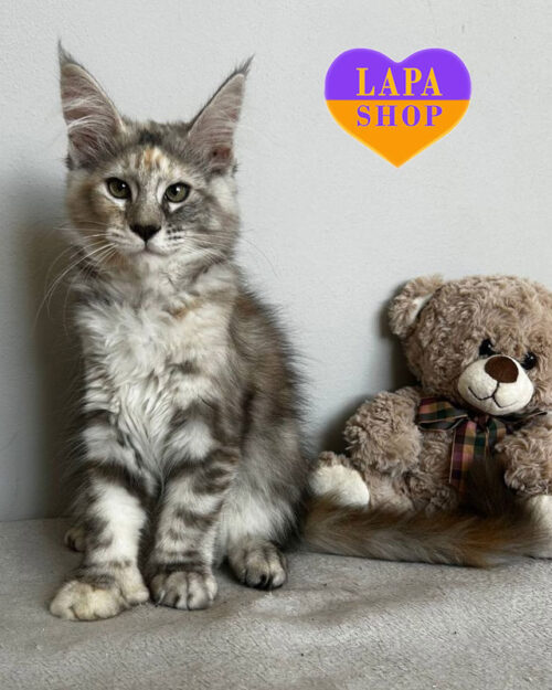 Maine Coon polydactyl kitty