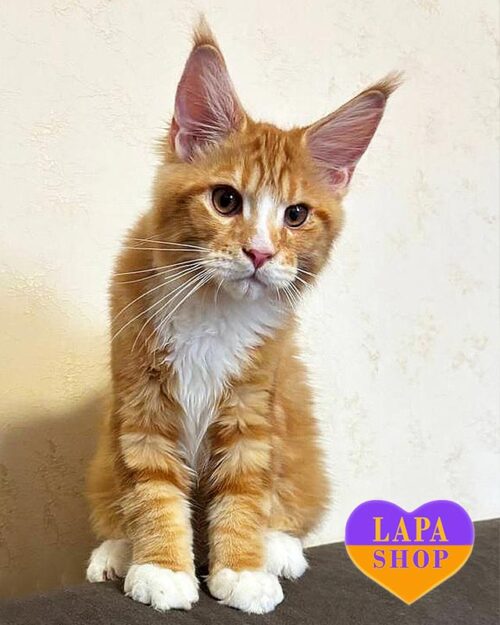 мармурово-рудий мейн-кун