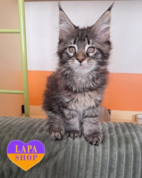 Maine Coon marble kitty