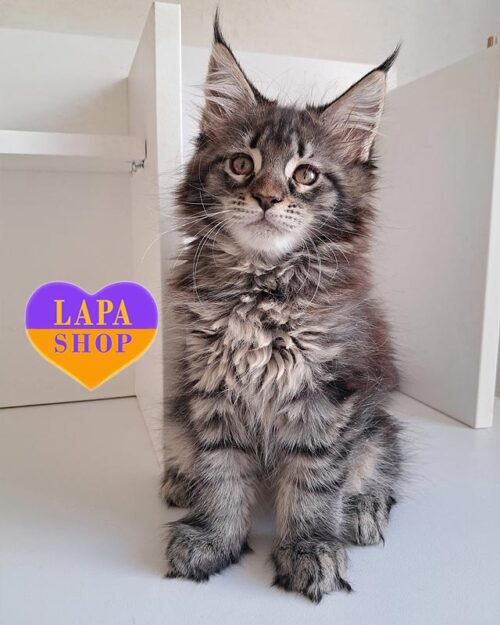 мармурова кішка мейн-кун