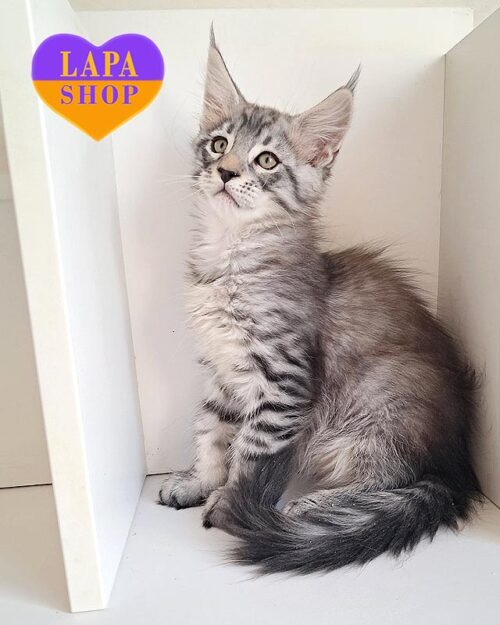 серебристый мейн-кун <br> <br>