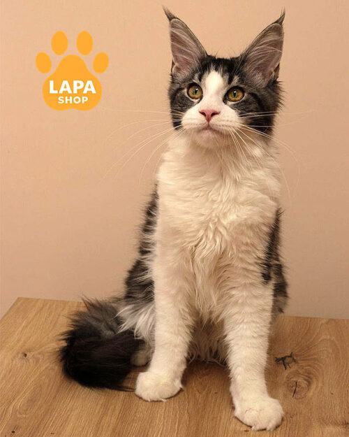 блакитно-біла кішка мейн-кун