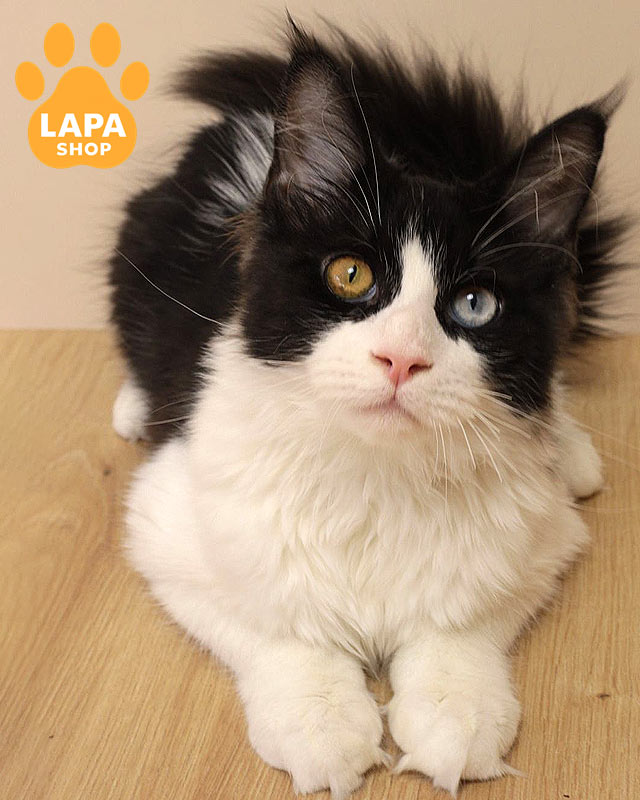 Порода кошек мейн-кун: плюсы и минусы, характер и особенности mco angel