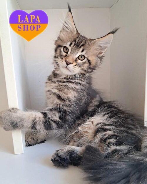 marble Maine Coon