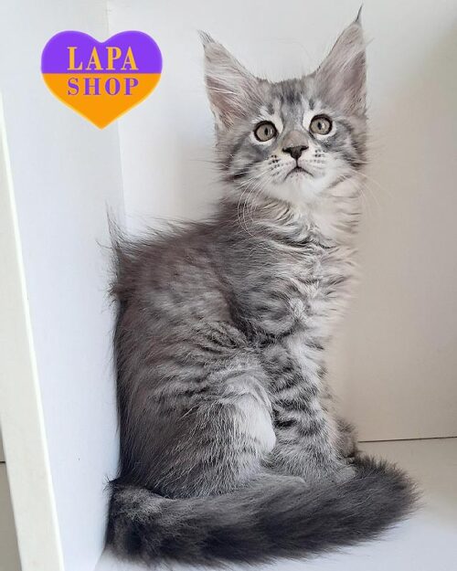 срібляста кішка мейн-кун