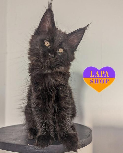 чорна кішка мейн-кун