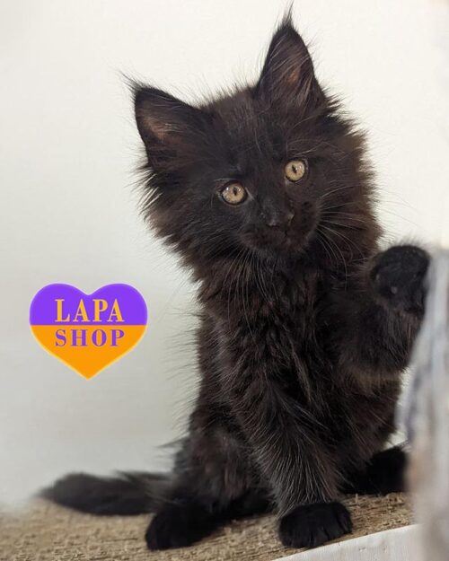 чорна кішка мейн-кун