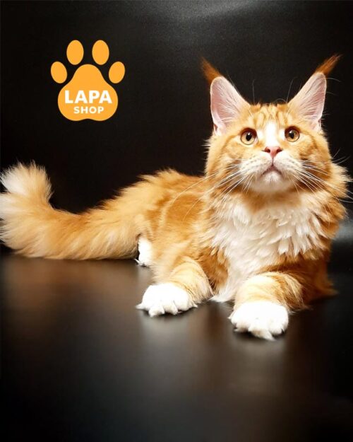 мармурово-рудий мейн-кун