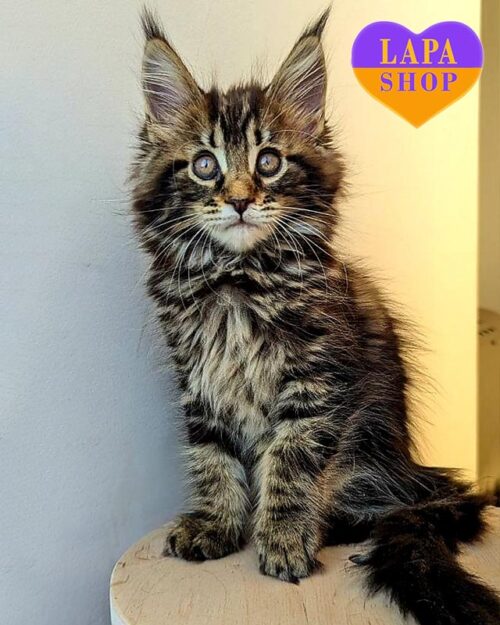 Maine Coon marble kitty