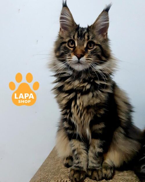 мармурова кішка мейн-кун