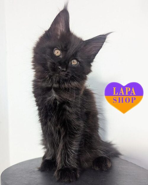 black Maine Coon kitty