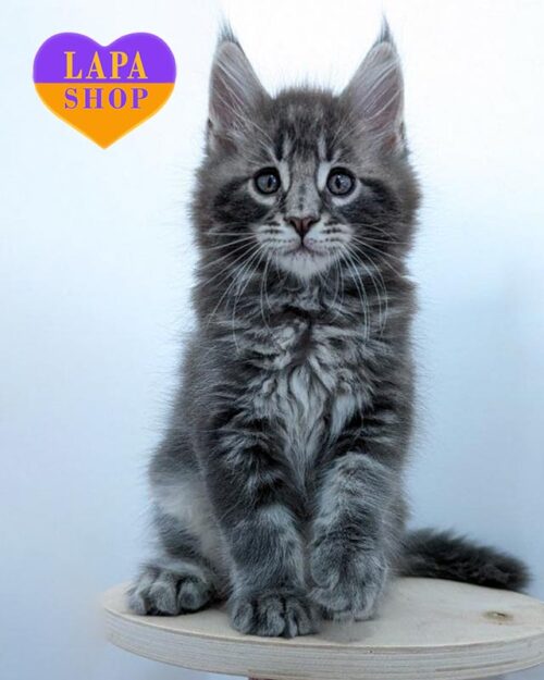 блакитно-мармуровий мейн-кун