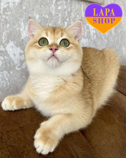 Дайки — британский красавчик с роскошной золотой шубкой