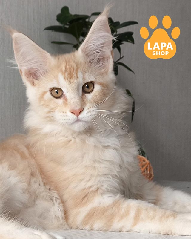 рудий красунчик мейн-кун