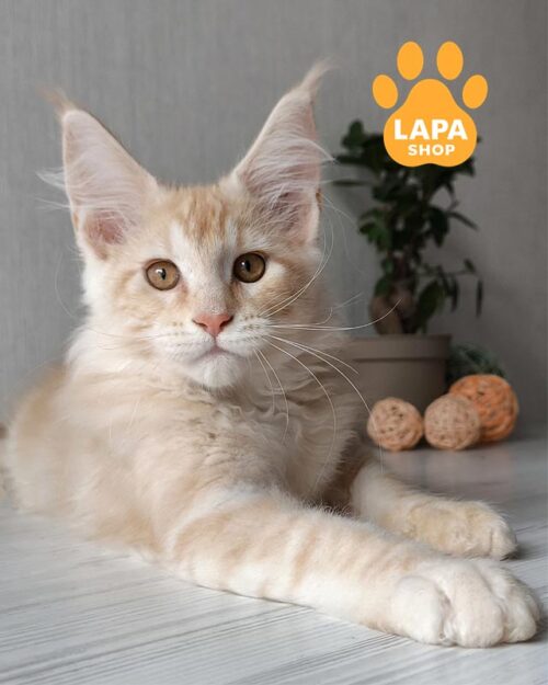 рудий красунчик мейн-кун