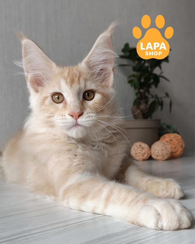 рудий красунчик мейн-кун