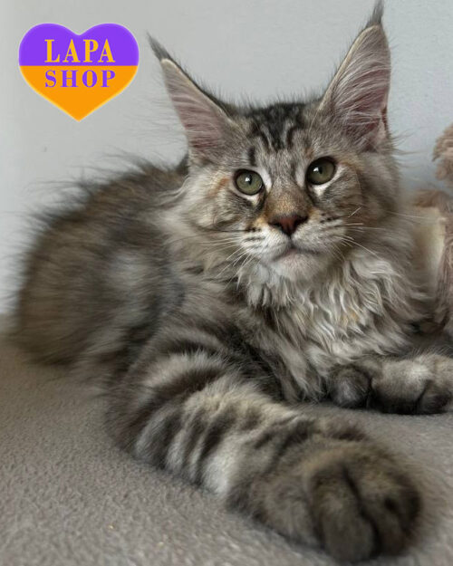 кішка мейн-кун полідакт