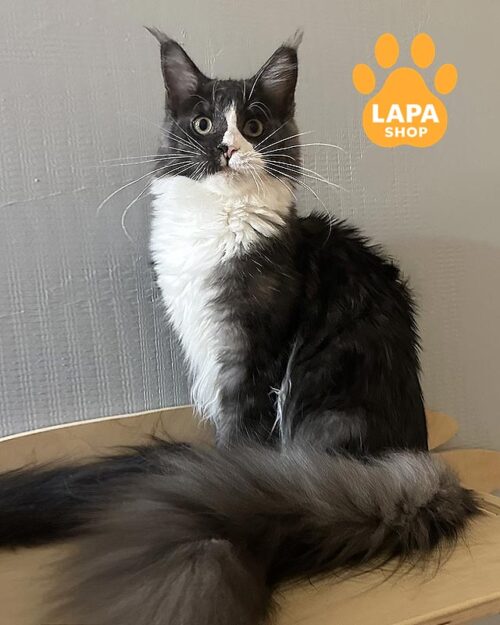 димно-біла кішка мейн-кун