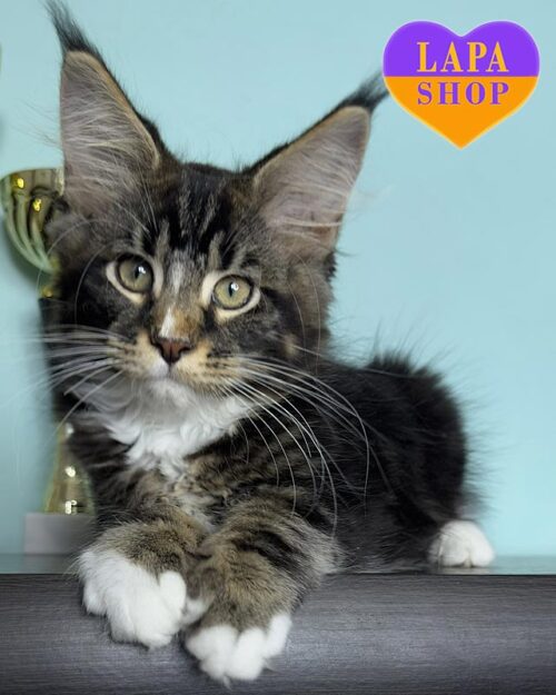 мармурово-білий мейн-кун