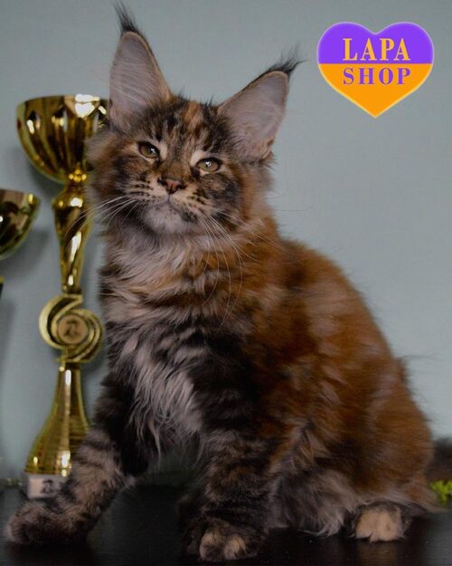 черепахово-серебристая кошка мейн-кун