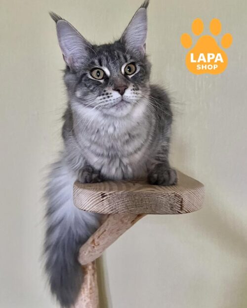 блакитно-срібляста кішка мейн-кун