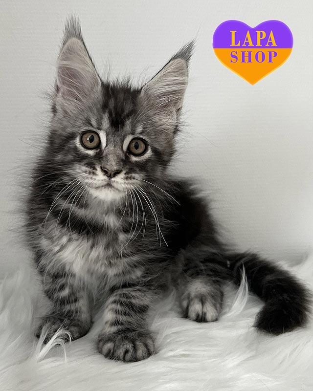 серебристо-мраморная кошка мейн-кун