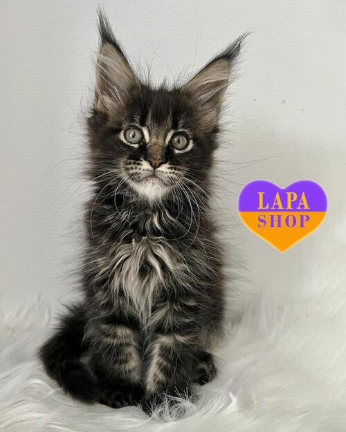 мраморная кошка мейн-кун