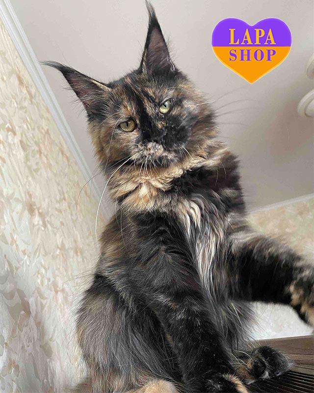 Порода кошек мейн-кун: плюсы и минусы, характер и особенности mco irma