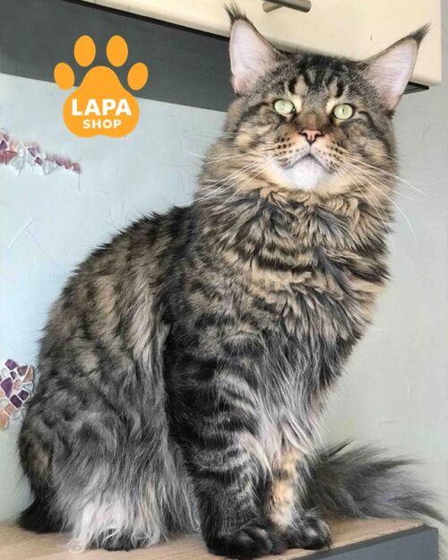 смугастий мейн-кун