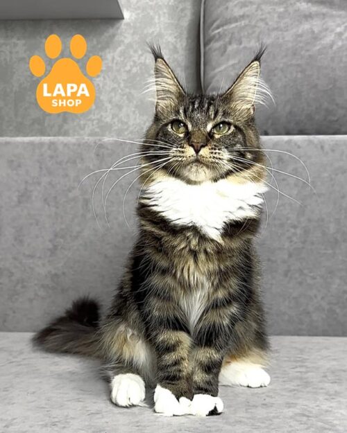 кішка мейн-кун F3