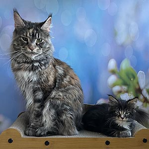 Грациозная красавица породы мейн-кун с неповторимым черепахово-серебристой окрасм Hassara mco mom 1