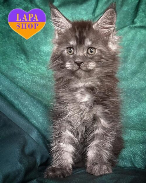 димний мейн-кун