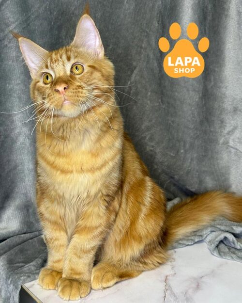 рудий мейн-кун