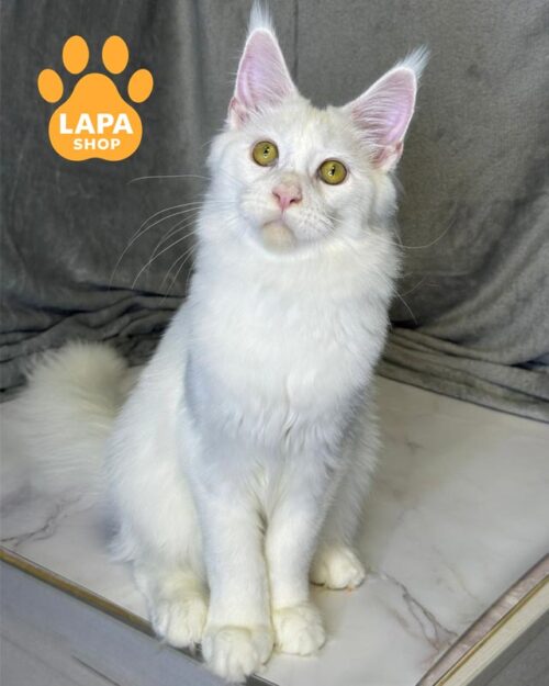 зеленоока кішка мейн-кун