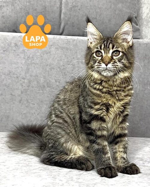 плямиста кішка мейн-кун