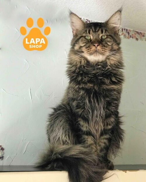 тигровий мейн-кун