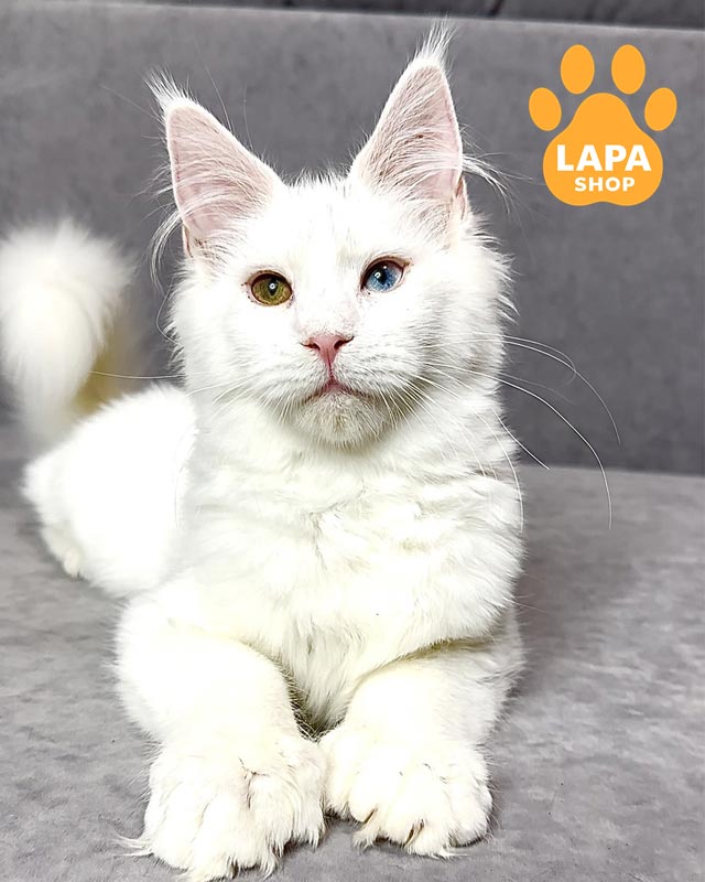 білосніжна кішка мейн-кун полідакт