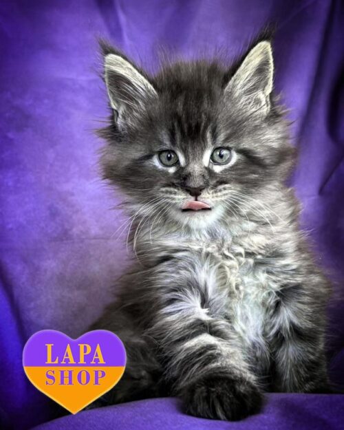 smoke Maine Coon