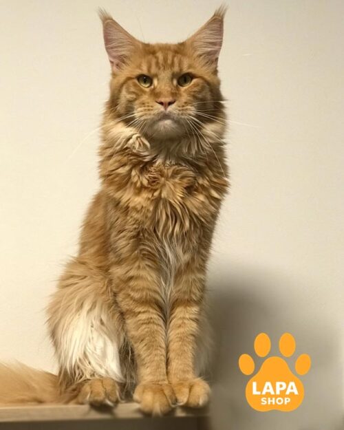 тигрово-рудий мейн-кун