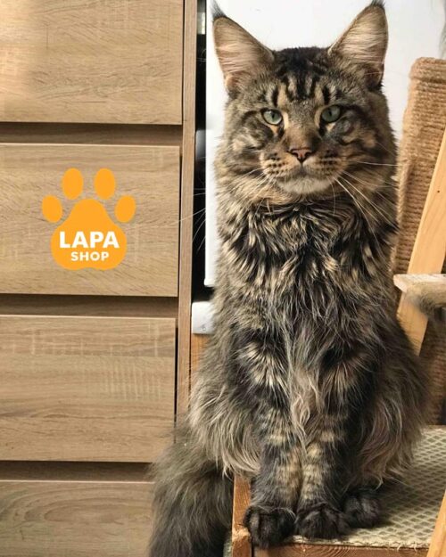 тигровий мейн-кун