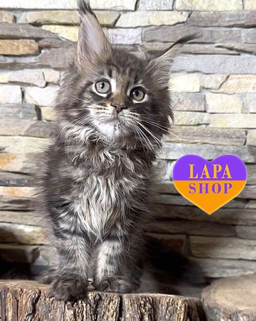 мармурова кішка мейн-кун