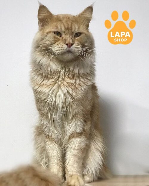 кремово-димний мейн-кун