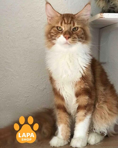 біло-рудий мейн-кун